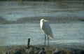 great egret mud Vintage A4 Photo Print