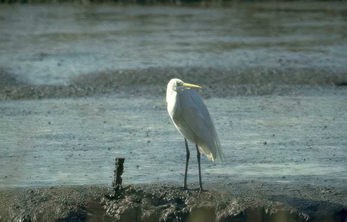 great egret mud Vintage A4 Photo Print