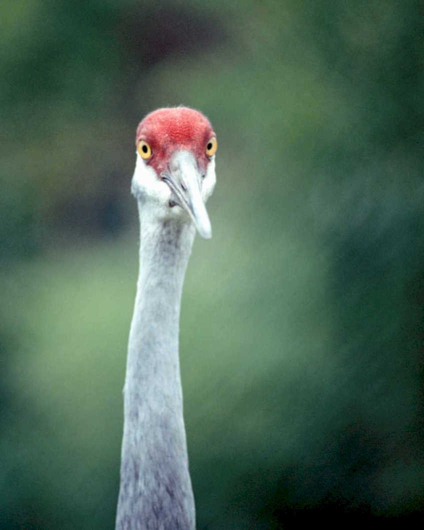 great egret portrait1980s 1990s A4 Photo Print