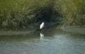 great egret reflection 1 GIGA 2