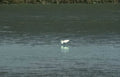 great egret reflection 1 Vintage A4 Photo Print