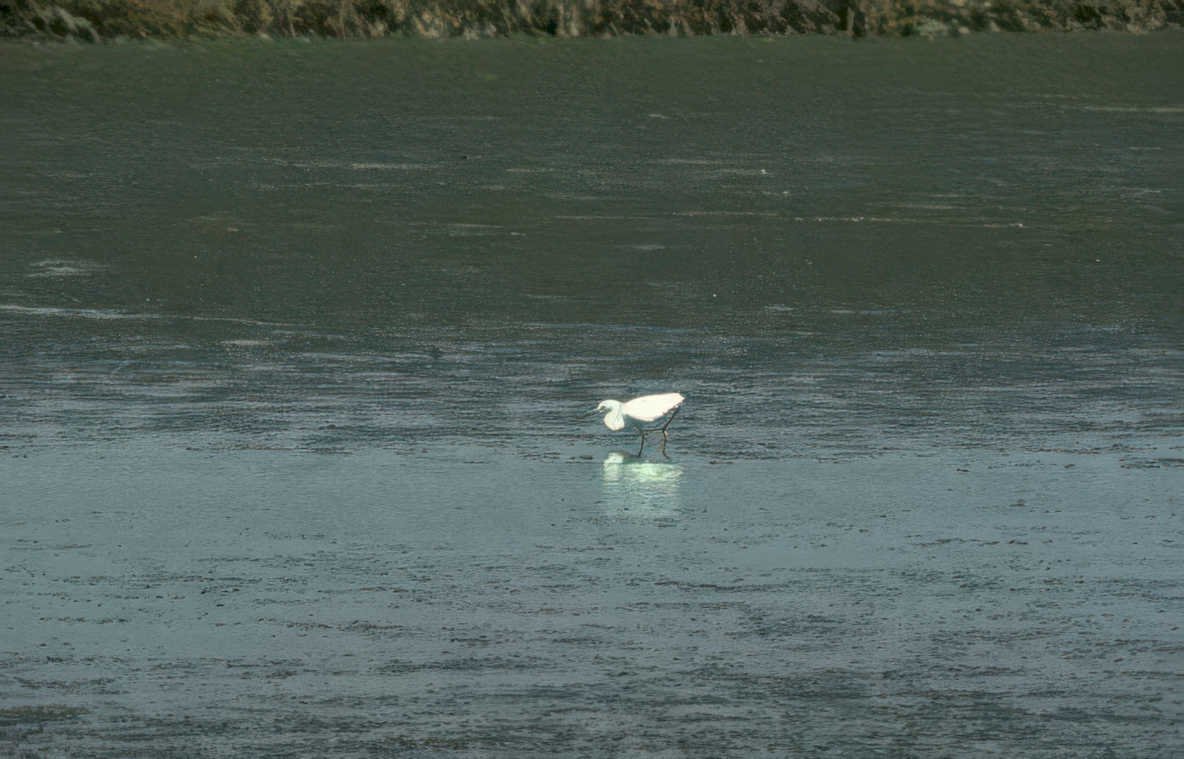 great egret reflection 1 Vintage A4 Photo Print