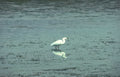 great egret reflection 2 Vintage A4 Photo Print