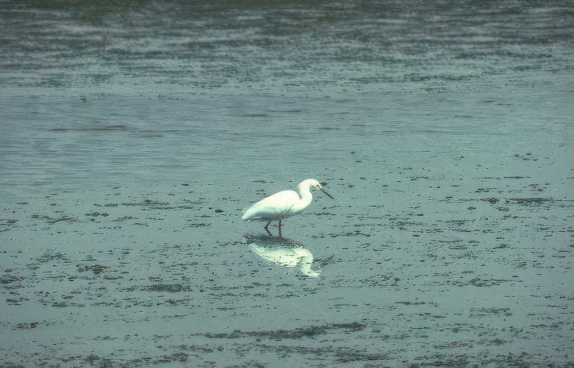great egret reflection 2 Vintage A4 Photo Print