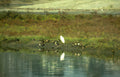 great egret reflection 3 Vintage A4 Photo Print