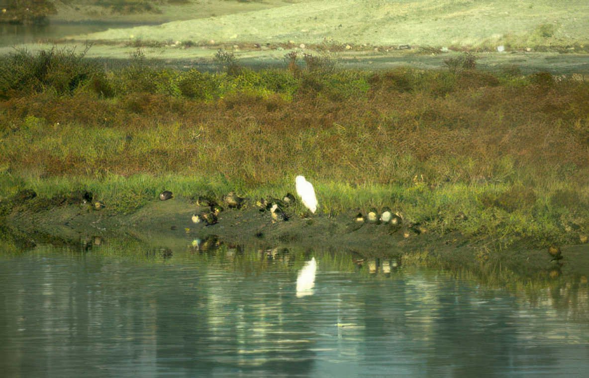 great egret reflection 3 Vintage A4 Photo Print