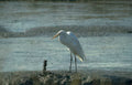 great egret river Vintage A4 Photo Print