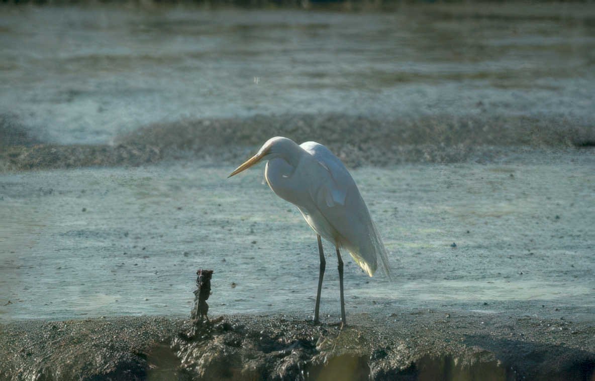 great egret river Vintage A4 Photo Print