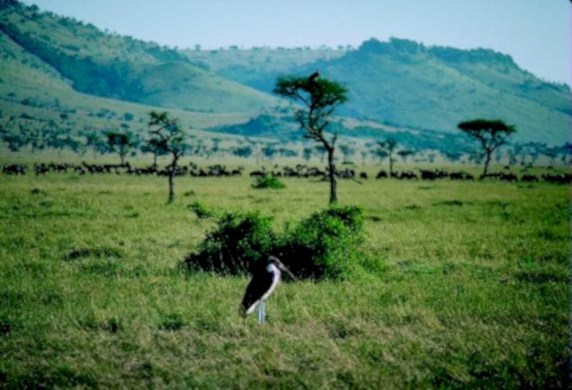 great egret serengeti1980s 1990s A4 Photo Print