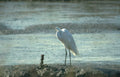 great egret shoreline Vintage A4 Photo Print