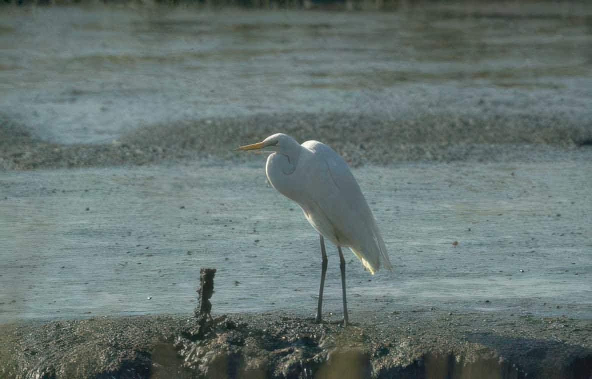 great egret sunrise 1 Vintage A4 Photo Print