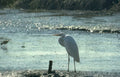 great egret sunrise 2 Vintage A4 Photo Print