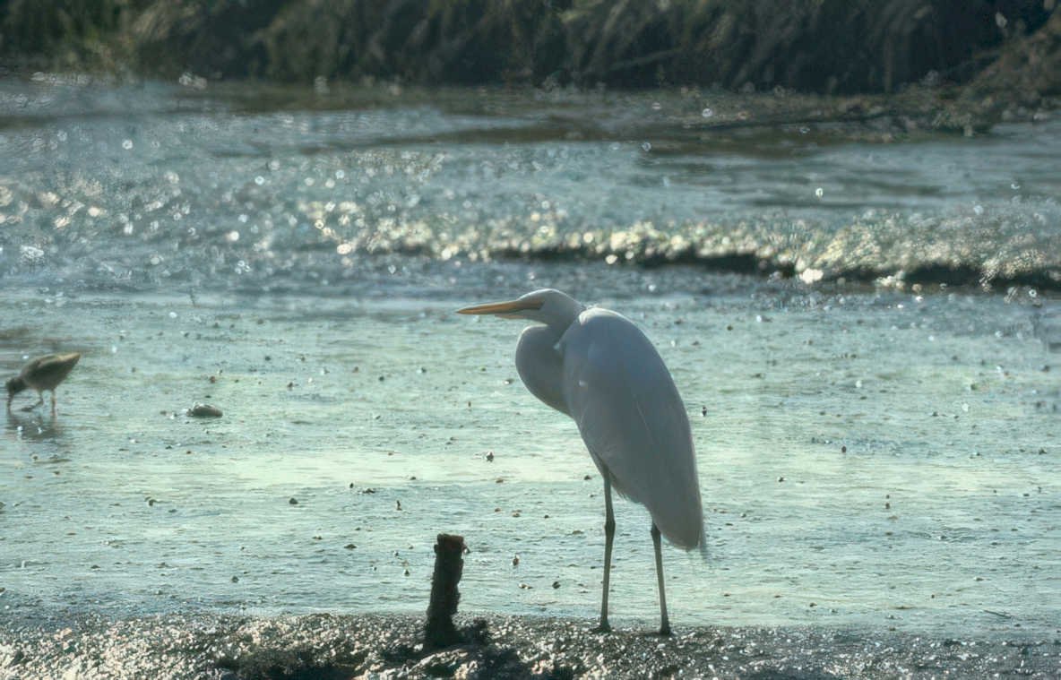 great egret sunrise 2 Vintage A4 Photo Print