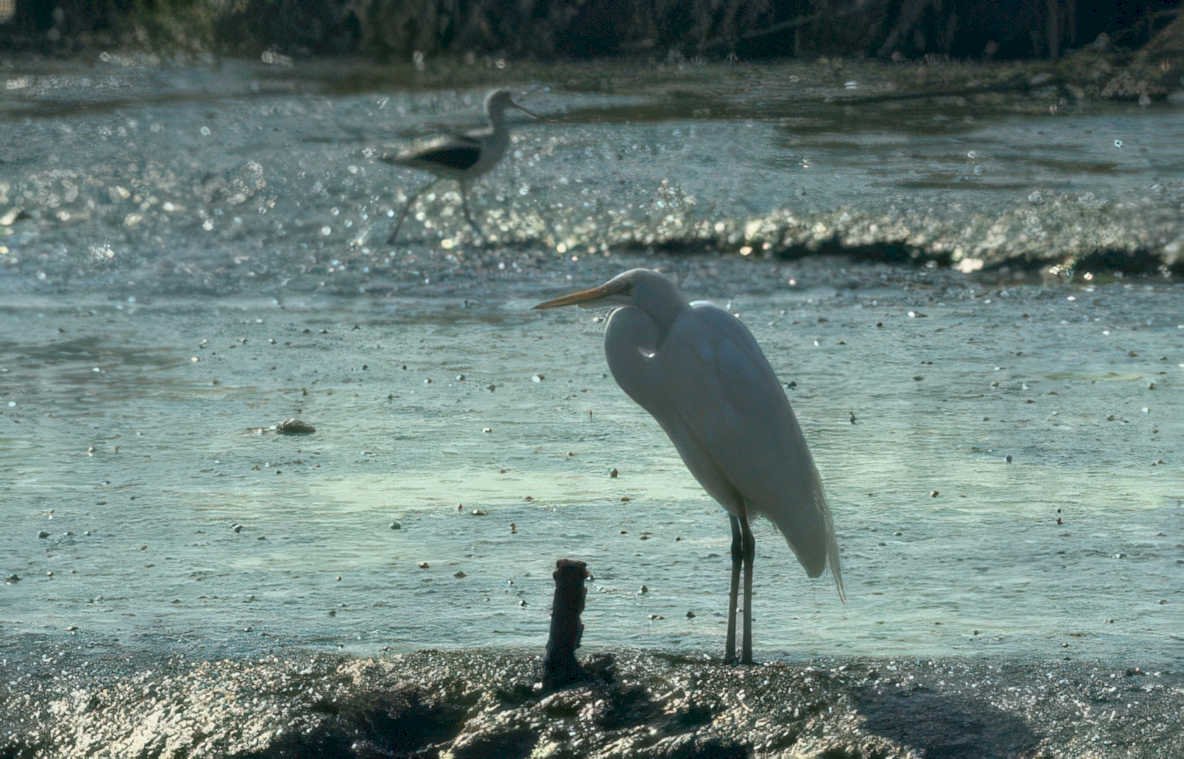 great egret sunrise 3 Vintage A4 Photo Print