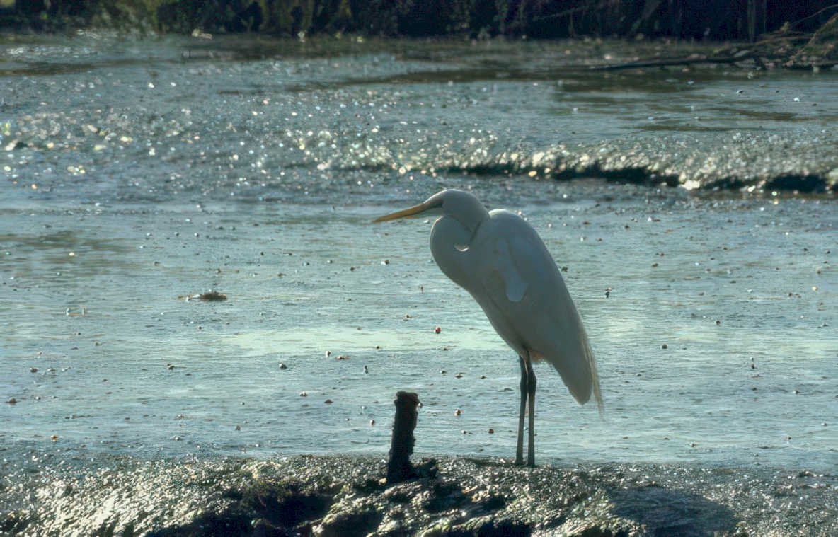 great egret sunrise 4 Vintage A4 Photo Print