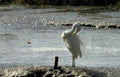 great egret tidal 1 Vintage A4 Photo Print