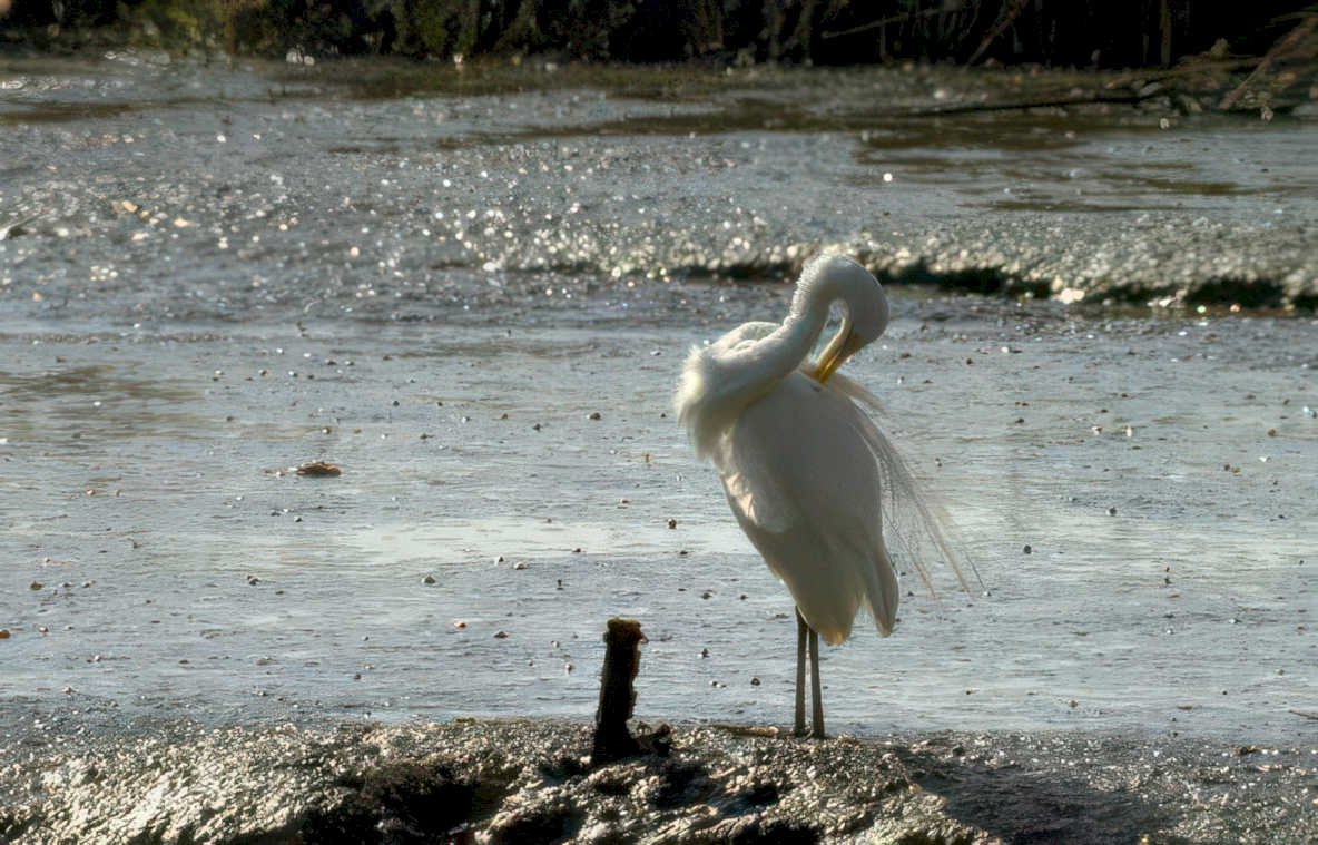 great egret tidal 1 Vintage A4 Photo Print