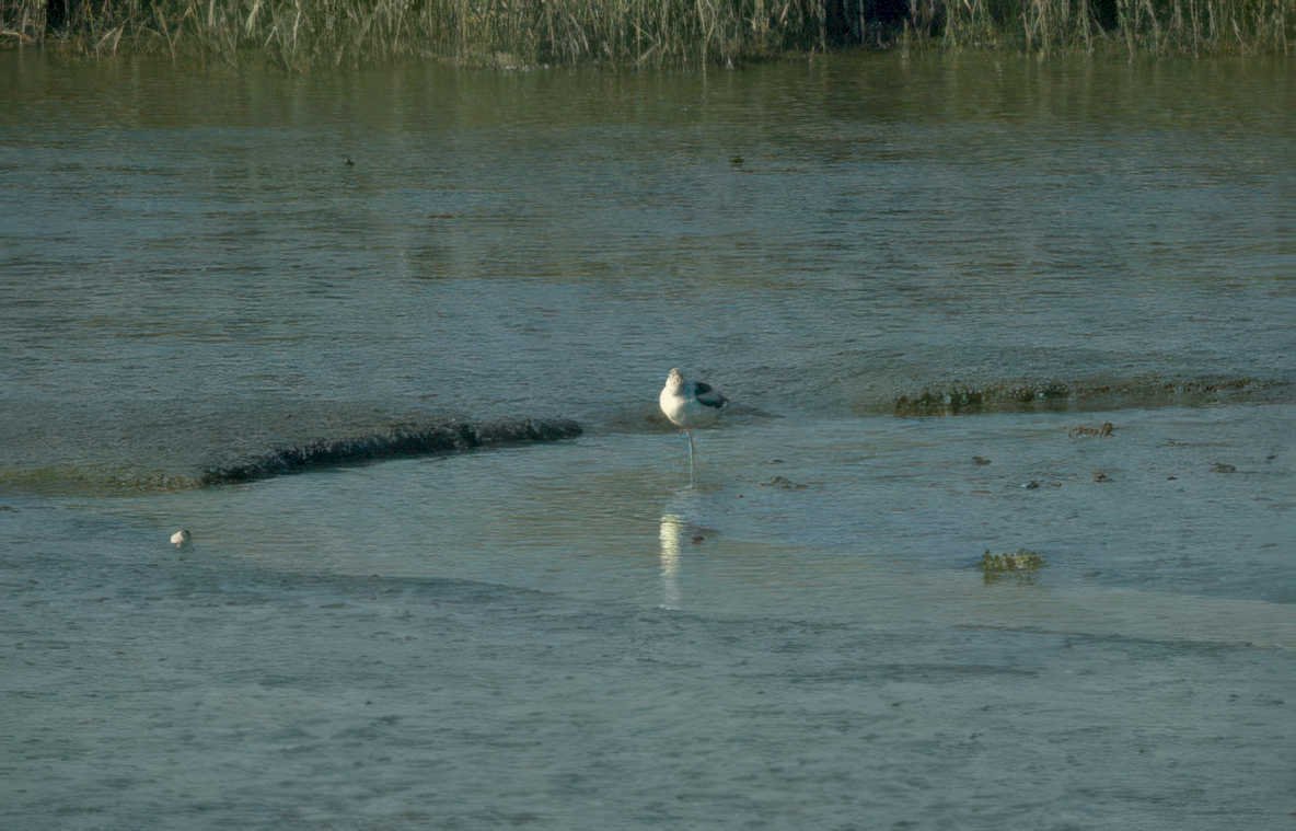 great egret tidal 2 Vintage A4 Photo Print