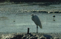 great egret tidal Vintage A4 Photo Print