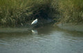 great egret water 1 Vintage A4 Photo Print