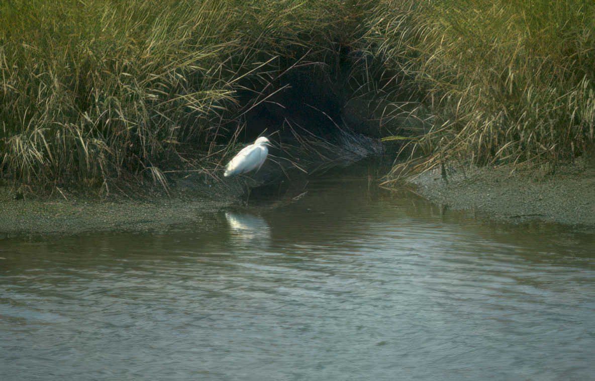 great egret water 1 Vintage A4 Photo Print
