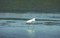 great egret water 2 Vintage A4 Photo Print