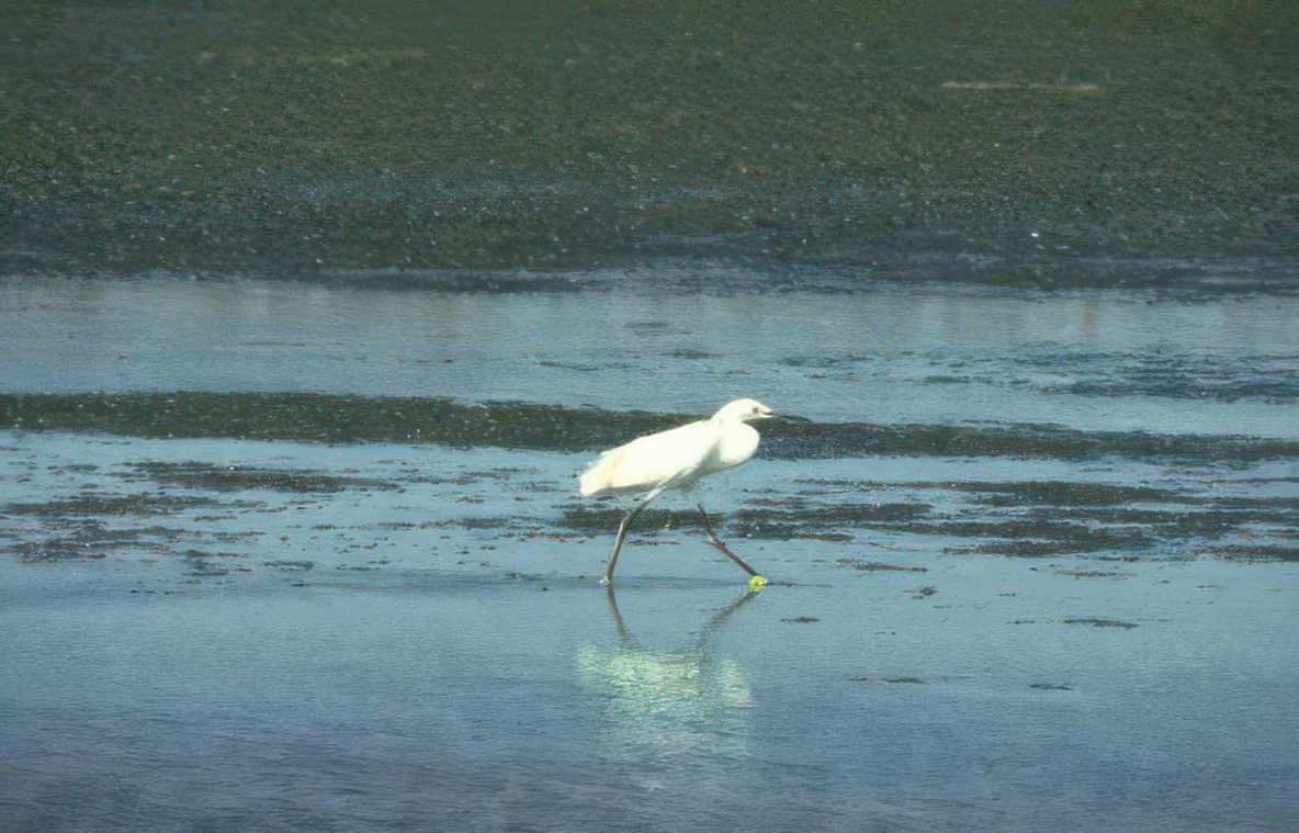 great egret water 2 Vintage A4 Photo Print