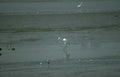 great egret water Vintage A4 Photo Print