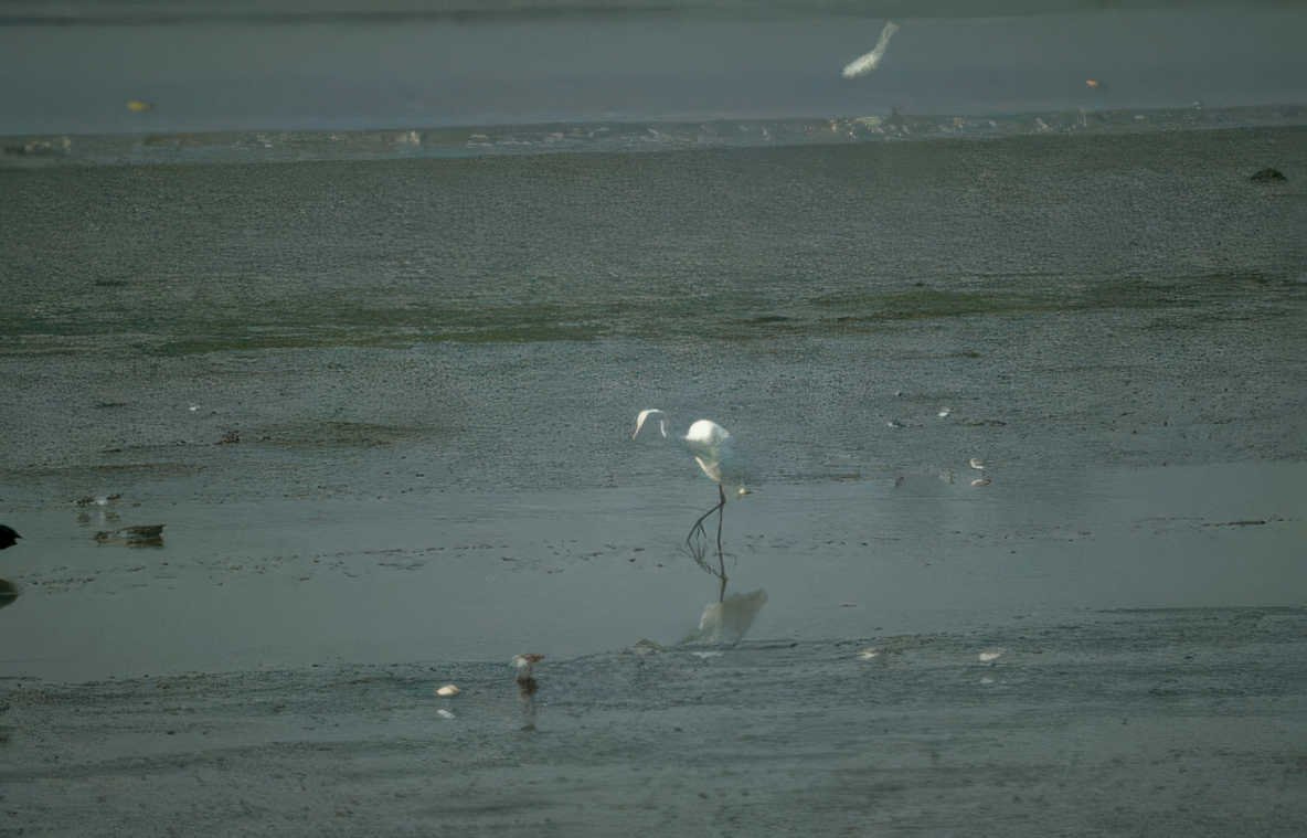 great egret water Vintage A4 Photo Print