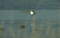 great egret wetland 1 GIGA 2