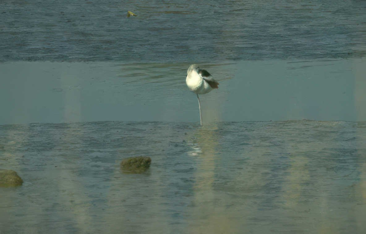 great egret wetland 1 GIGA 2