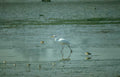 great egret wetland 1 Vintage A4 Photo Print