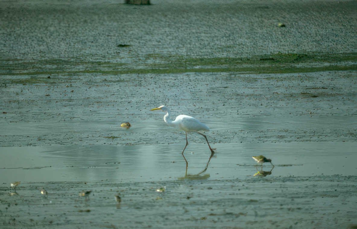 great egret wetland 1 Vintage A4 Photo Print
