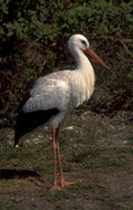 great egret wetland 1980s 1990s A4 Photo Print