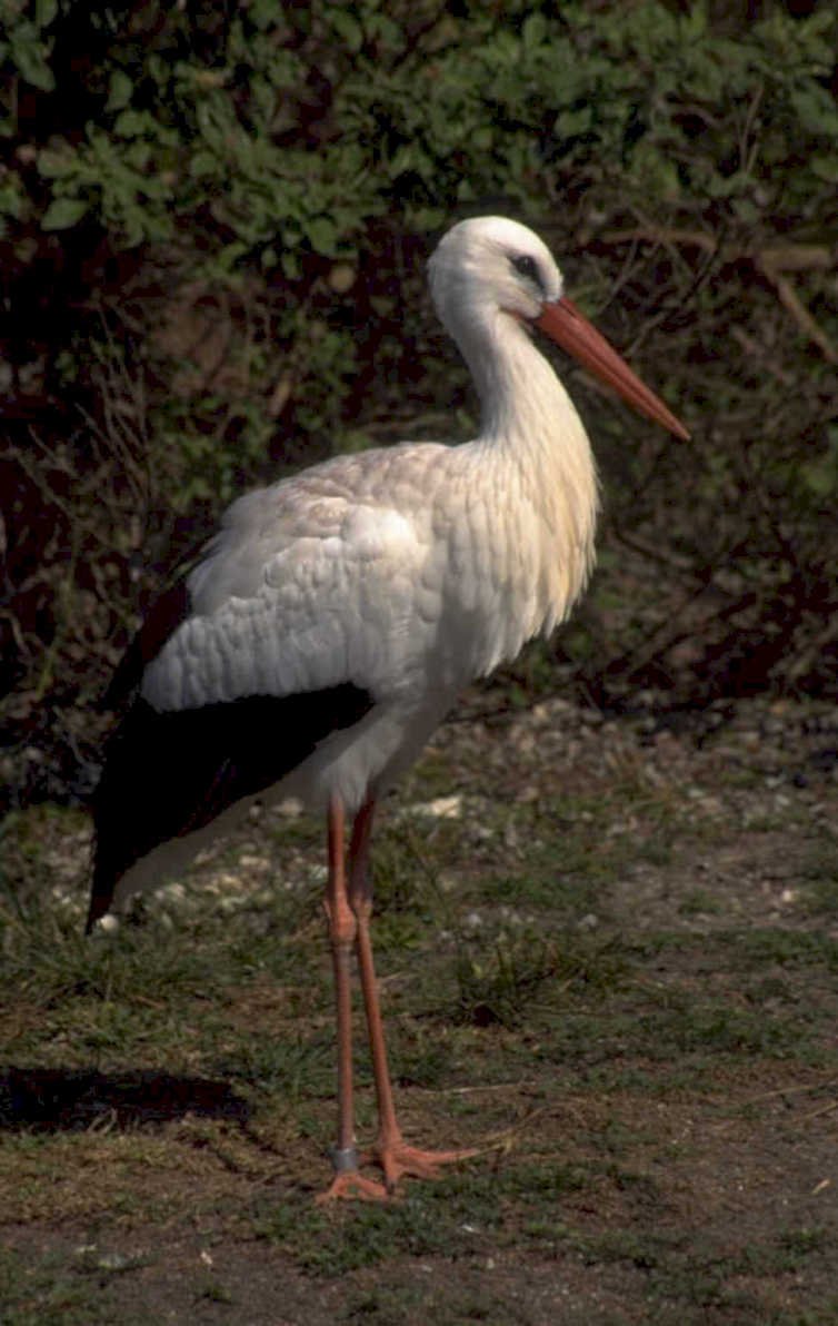 great egret wetland 1980s 1990s A4 Photo Print