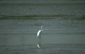 great egret wetland 2 GIGA 2