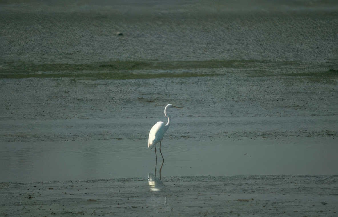 great egret wetland 2 GIGA 2