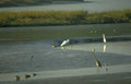great egret wetland 2 Vintage A4 Photo Print