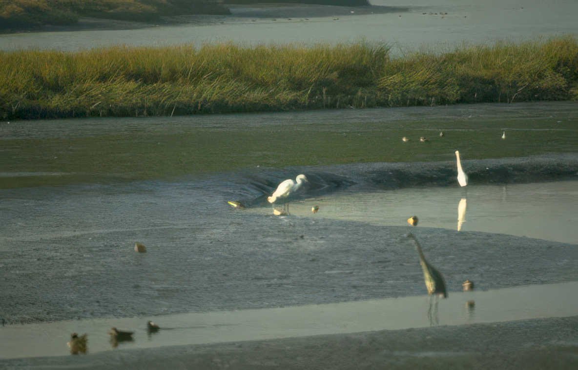great egret wetland 2 Vintage A4 Photo Print