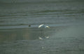 great egret wetland 3 GIGA 2