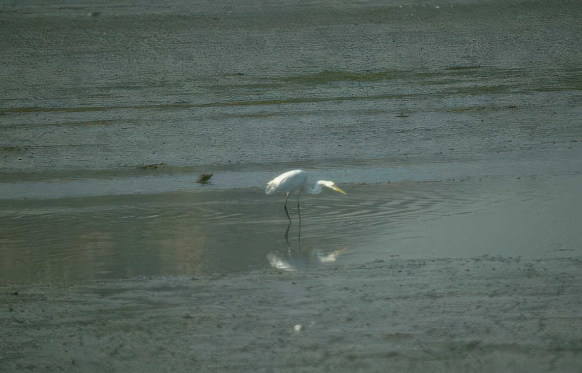 great egret wetland 3 GIGA 2