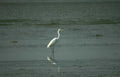 great egret wetland 3 Vintage A4 Photo Print