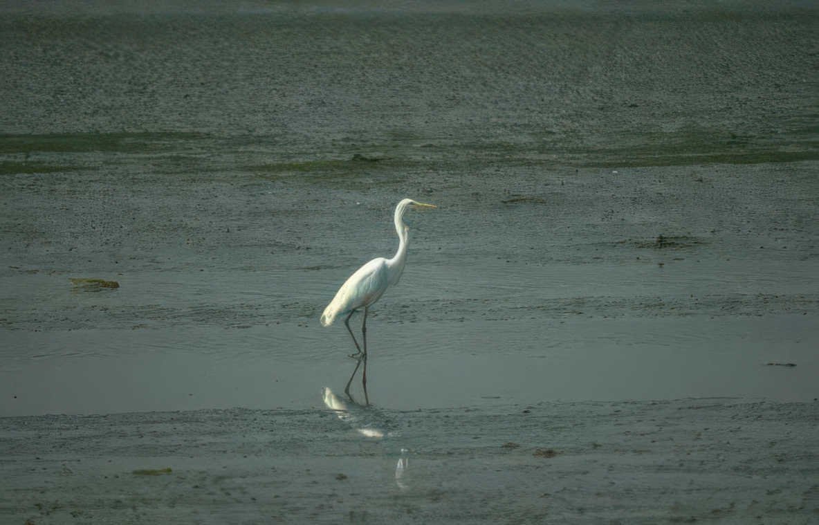 great egret wetland 3 Vintage A4 Photo Print