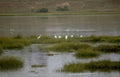 great egrets waterway Vintage A4 Photo Print