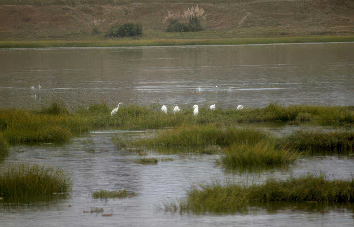 great egrets waterway Vintage A4 Photo Print