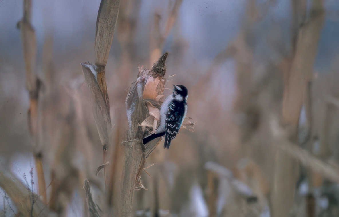 great gray woodpecker Vintage A4 Photo Print