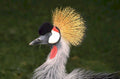 great grey crane 1980s 1990s A4 Photo Print 42