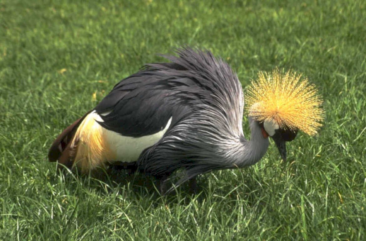 great grey crane 1980s 1990s A4 Photo Print