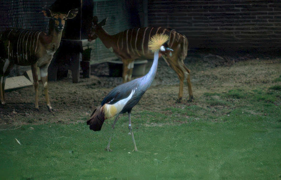 great grey crane Vintage A4 Photo Print