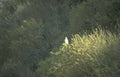 great horned owl 1 GIGA 2